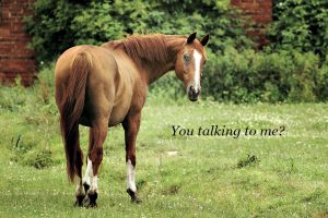 speaking horse